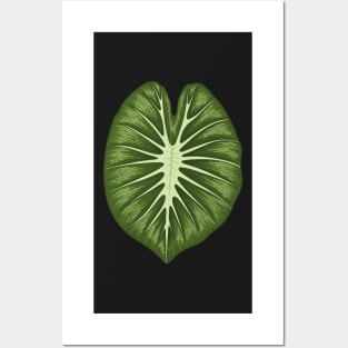 Colocasia white lava big leaf Posters and Art